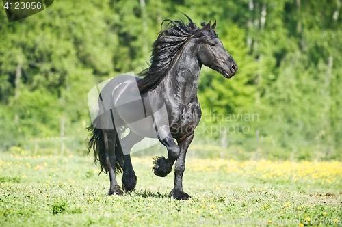 Image of Black Friesian horse runs gallop in summer time