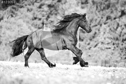 Image of free friesian horse runs , black and white.