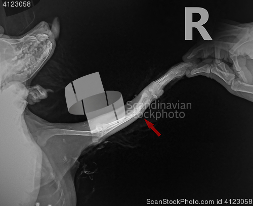 Image of Radiograph show x ray Lateral for bone fracture leg in dog Chihuahua with arrow