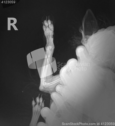 Image of Radiograph show AP x ray for bone fracture leg in dog Chihuahua with arrow