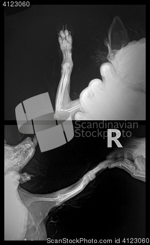 Image of x ray for ulna bone fracture leg in dog Chihuahua