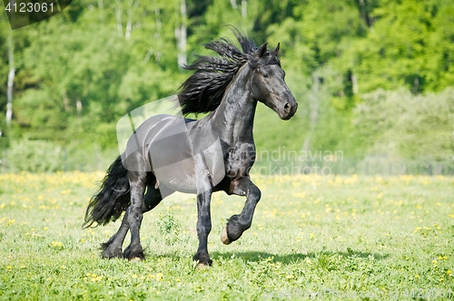 Image of Black Friesian horse runs gallop in summer time