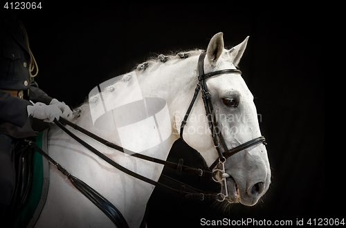 Image of portrait of gray dressage horse on black