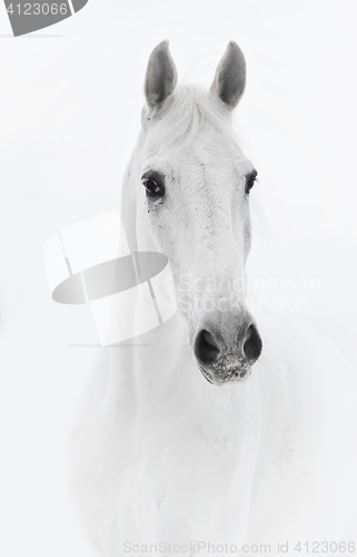 Image of White horse in high key