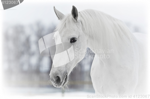 Image of white horse portrait in winter