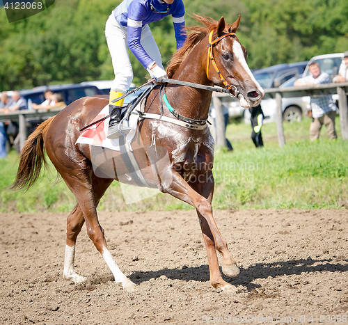 Image of racing horse portrait in action