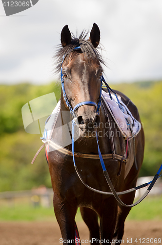 Image of racing horse portrait close up