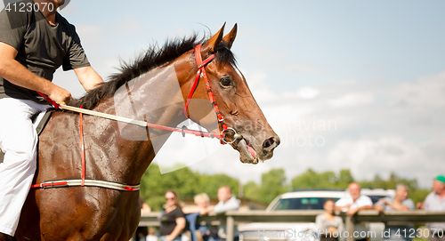 Image of racing horse portrait close up