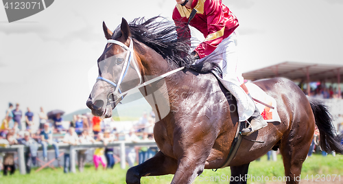 Image of racing horse portrait in action