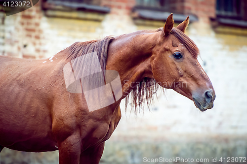 Image of Beautiful red horse with long mane close up portrait in motion at summer day