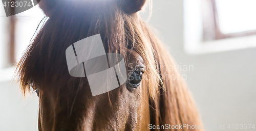 Image of beautiful close up photo of a brown horse s face and eye.