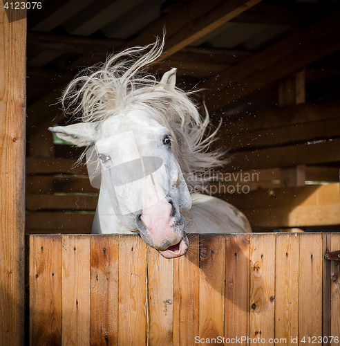 Image of Funny portrait of white horse shaking mane