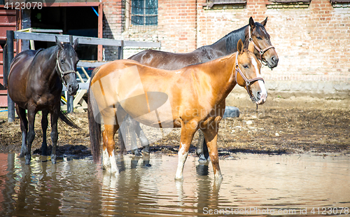 Image of Pregnant bay quarter horse mare in the fall pasture