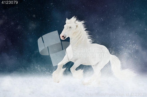 Image of White Shire horse stallion runs gallop over star sky background