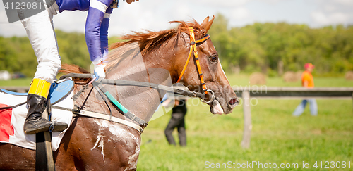 Image of racing horse portrait close up