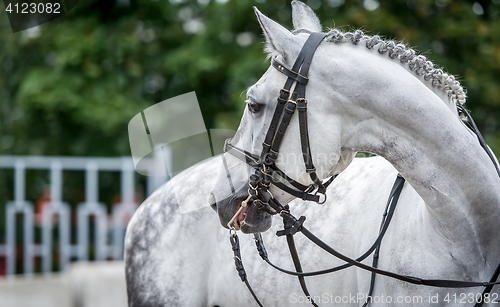 Image of White horse close up during dressage show