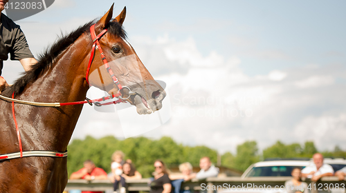 Image of racing horse portrait close up