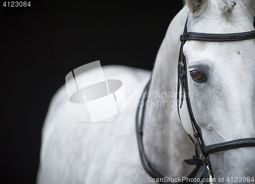 Image of Portrait of grey horse on black background.