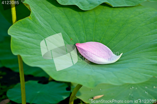 Image of Petal Lotus on background leaf drop water center