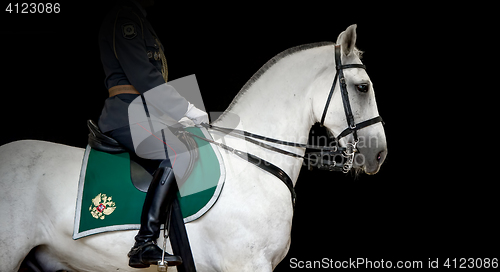 Image of Rider on white Orlov Trotter horse, black background