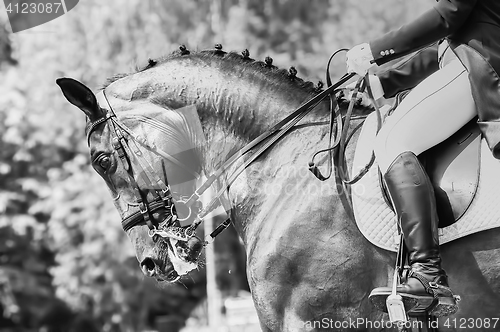 Image of Close up of the head a bay dressage horse black-white