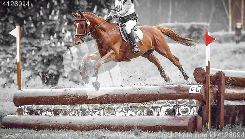 Image of Rider jumps a horse during practice on cross country eventing course, duotone art