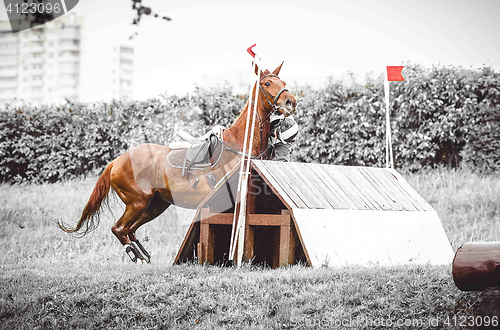 Image of dangerous sport, the rider falls off the horse, the disobedience, abrupt stop in front of hard obstacle, duotone art