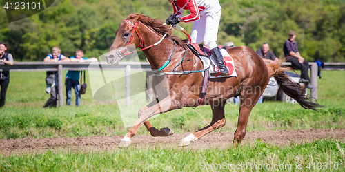 Image of racing horse portrait in action