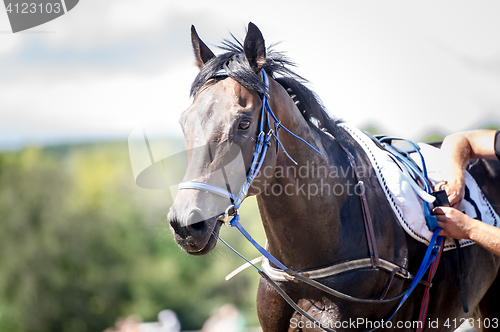 Image of racing horse portrait close up