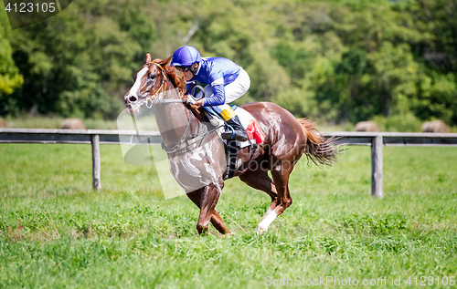 Image of racing horse portrait in action