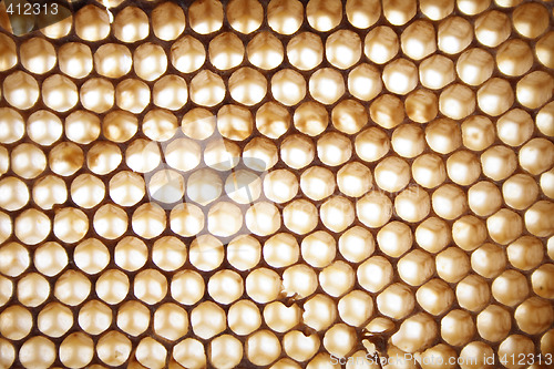 Image of honey background