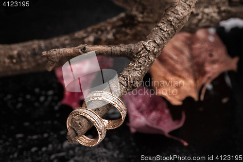 Image of Rings On A Dry Autumn Branch