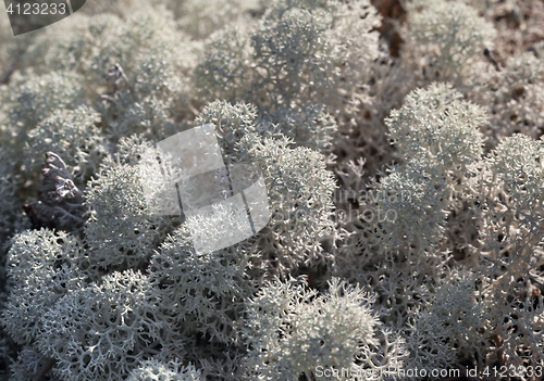 Image of Reindeer lichen, close-up