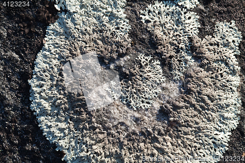 Image of Lichen on a stone