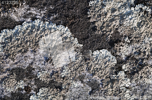 Image of Lichen on a stone