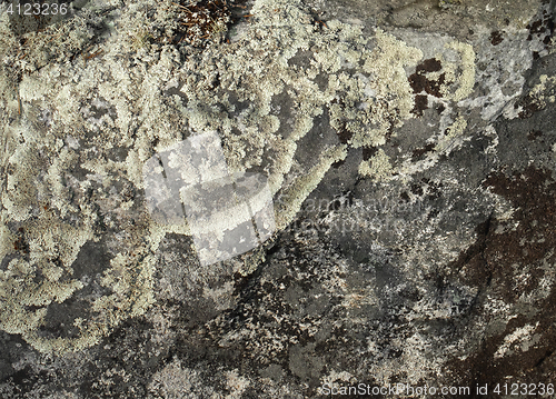 Image of Lichen on a stone