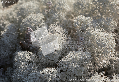 Image of Reindeer lichen, close-up