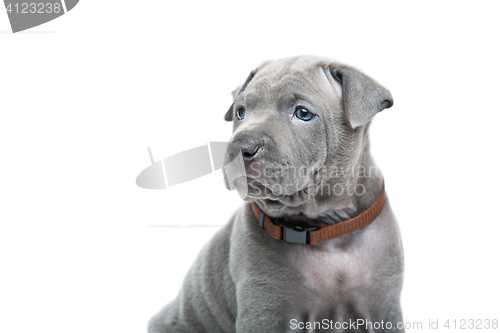 Image of Thai ridgeback puppy isolated on white