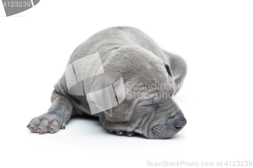 Image of Thai ridgeback puppy isolated on white