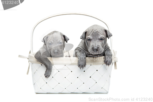 Image of Two thai ridgeback puppies in basket isolated on white