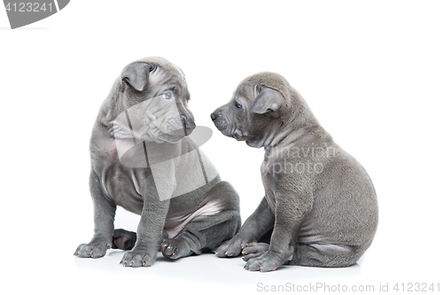 Image of Two thai ridgeback puppies isolated on white