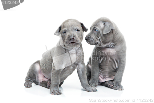 Image of Two thai ridgeback puppies isolated on white