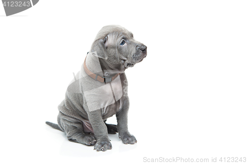 Image of Thai ridgeback puppy isolated on white