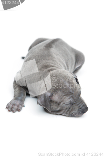 Image of Thai ridgeback puppy isolated on white