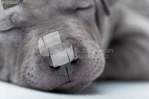 Image of Thai ridgeback puppy isolated on white