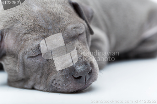 Image of Thai ridgeback puppy isolated on white