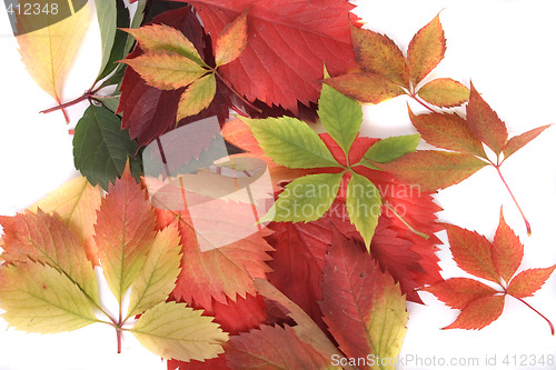 Image of autumn leaves
