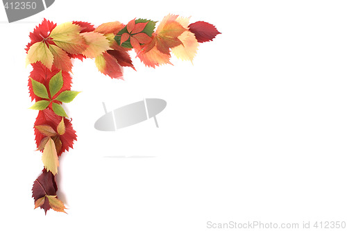 Image of autumn leaves