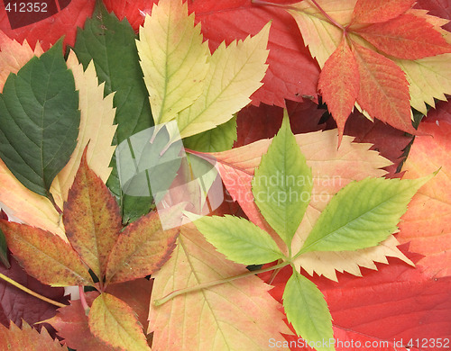 Image of autumn leaves