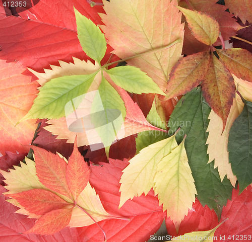 Image of autumn leaves